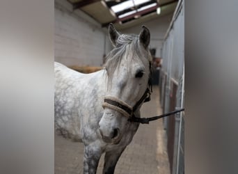 Kuc Connemara Mix, Wałach, 7 lat, 147 cm, Siwa jabłkowita