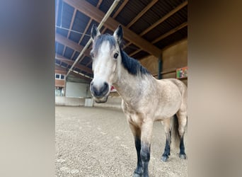 Kuc Connemara, Wałach, 7 lat, 148 cm, Bułana