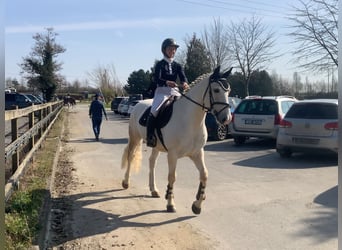 Kuc Connemara, Wałach, 7 lat, 152 cm, Izabelowata
