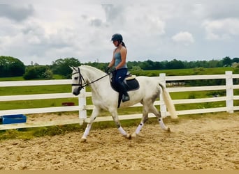 Kuc Connemara, Wałach, 7 lat, 152 cm, Siwa