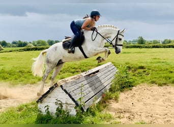 Kuc Connemara, Wałach, 7 lat, 152 cm, Siwa