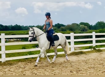 Kuc Connemara, Wałach, 7 lat, 152 cm, Siwa