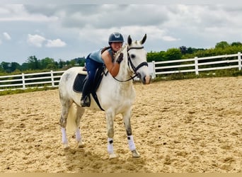 Kuc Connemara, Wałach, 7 lat, 152 cm, Siwa