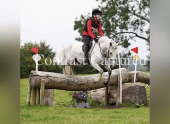 Kuc Connemara, Wałach, 7 lat, 152 cm, Siwa