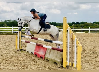 Kuc Connemara, Wałach, 7 lat, 152 cm, Siwa