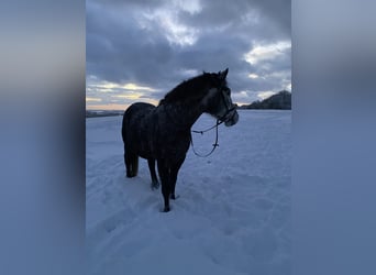 Kuc Connemara Mix, Wałach, 8 lat, 146 cm, Siwa jabłkowita