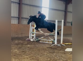 Kuc Connemara, Wałach, 8 lat, 148 cm, Siwa
