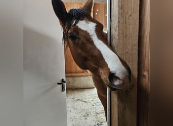 Kuc Connemara Mix, Wałach, 8 lat, 165 cm