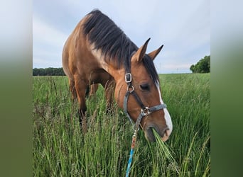 Kuc Connemara Mix, Wałach, 8 lat, 165 cm