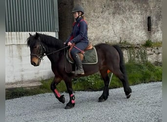 Kuc Connemara, Wałach, 8 lat, Gniada