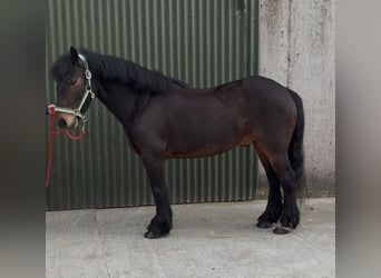 Kuc Connemara, Wałach, 8 lat, Gniada