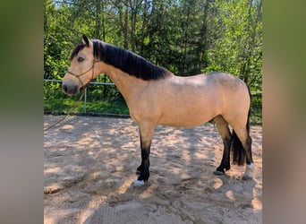 Kuc Connemara, Wałach, 9 lat, 145 cm, Bułana