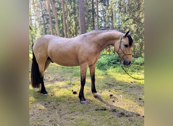 Kuc Connemara, Wałach, 9 lat, 145 cm, Bułana