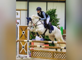 Kuc Connemara, Wałach, 9 lat, 148 cm, Cremello