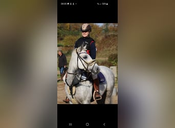 Kuc Connemara, Wałach, 10 lat, 142 cm, Siwa