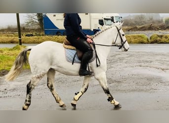 Kuc Connemara, Wałach, 10 lat, 145 cm