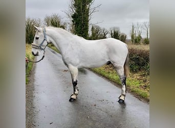 Kuc Connemara, Wałach, 10 lat, 145 cm