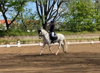 Kuc Connemara, Wałach, 12 lat, 147 cm, Cremello