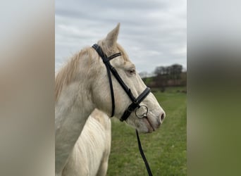 Kuc Connemara, Wałach, 15 lat, 152 cm, Cremello