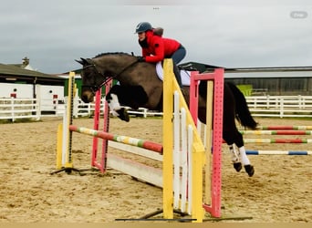 Kuc Connemara, Wałach, 15 lat, 160 cm, Gniada