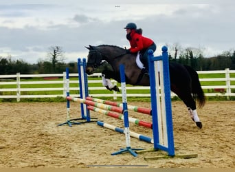 Kuc Connemara, Wałach, 15 lat, 160 cm, Gniada