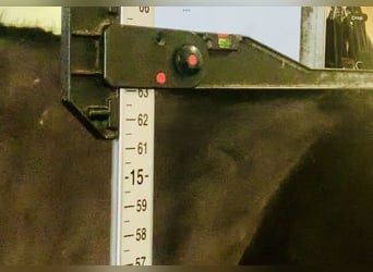 Kuc Connemara, Wałach, 15 lat, 160 cm, Gniada