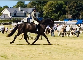 Kuc Connemara, Wałach, 15 lat, 160 cm, Gniada