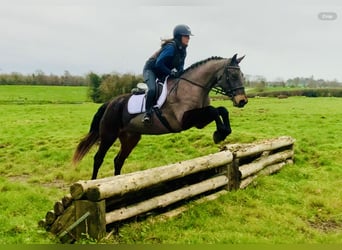 Kuc Connemara, Wałach, 15 lat, 160 cm, Gniada