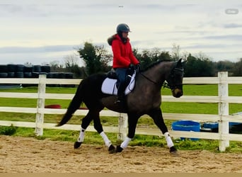 Kuc Connemara, Wałach, 15 lat, 160 cm, Gniada