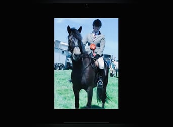 Kuc Connemara, Wałach, 15 lat, 160 cm, Gniada
