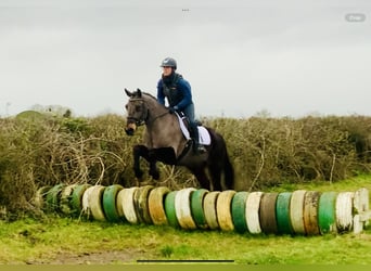 Kuc Connemara, Wałach, 15 lat, 160 cm, Gniada