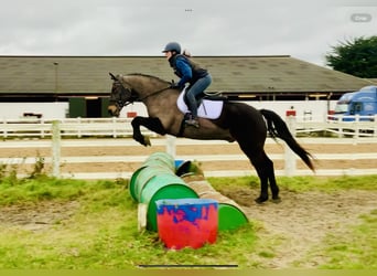 Kuc Connemara, Wałach, 15 lat, 160 cm, Gniada