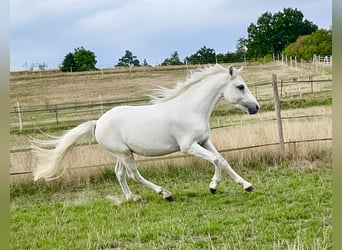 Kuc Connemara, Wałach, 3 lat, 147 cm, Siwa