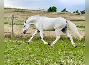 Kuc Connemara, Wałach, 3 lat, 147 cm, Siwa