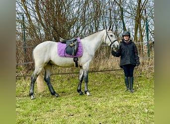 Kuc Connemara, Wałach, 4 lat, 154 cm, Formy Brown Falb