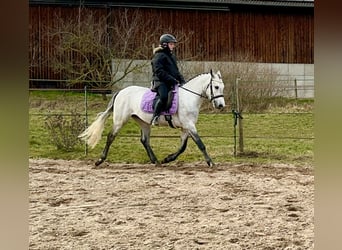 Kuc Connemara, Wałach, 4 lat, 154 cm, Siwa jabłkowita