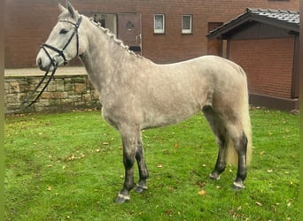 Kuc Connemara, Wałach, 4 lat, 154 cm, Siwa