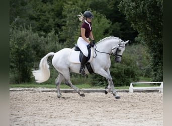 Kuc Connemara, Wałach, 5 lat, 147 cm, Siwa jabłkowita