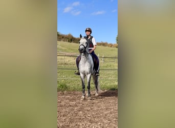Kuc Connemara, Wałach, 5 lat, 147 cm, Siwa jabłkowita