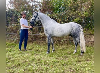 Kuc Connemara, Wałach, 5 lat, 147 cm, Siwa jabłkowita