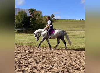 Kuc Connemara, Wałach, 5 lat, 147 cm, Siwa jabłkowita