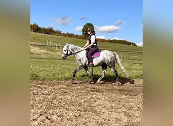 Kuc Connemara, Wałach, 5 lat, 147 cm, Siwa jabłkowita