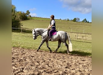Kuc Connemara, Wałach, 5 lat, 147 cm, Siwa jabłkowita