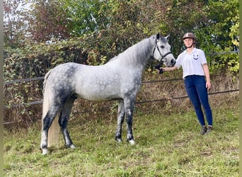 Kuc Connemara, Wałach, 5 lat, 147 cm, Siwa jabłkowita