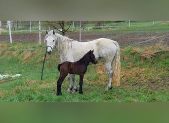 Kuc Connemara, Wałach, 5 lat, 148 cm, Karosiwa