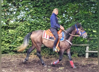 Kuc Connemara Mix, Wałach, 5 lat, 154 cm, Formy Brown Falb