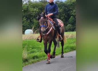 Kuc Connemara Mix, Wałach, 5 lat, 154 cm, Formy Brown Falb