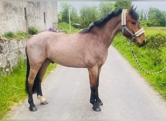 Kuc Connemara, Wałach, 6 lat, 143 cm, Kasztanowatodereszowata