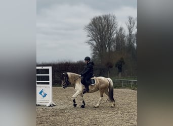 Kuc Dartmoor Mix, Klacz, 5 lat, 147 cm, Srokata