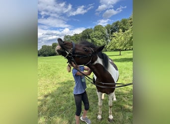 Kuc Dartmoor, Klacz, 9 lat, 125 cm, Srokata